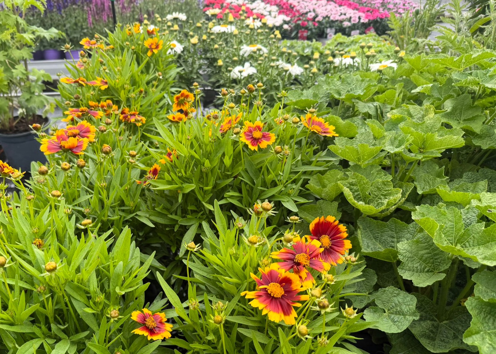 Monheimer Blumenmarkt